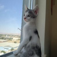 Tekir Kedi, Kedi  Stefan fotoğrafı