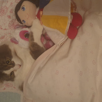 Tekir Kedi, Kedi  Pamuk fotoğrafı