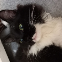 Tekir Kedi, Kedi  zeytin fotoğrafı