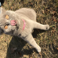 British Shorthair, Kedi  Min Luna fotoğrafı