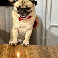 Pug, Köpek  Bafi fotoğrafı