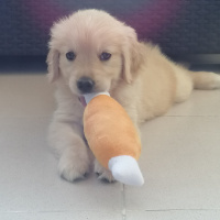 Golden Retriever, Köpek  Cali fotoğrafı
