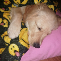 Golden Retriever, Köpek  Cali fotoğrafı