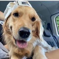 Golden Retriever, Köpek  Cali fotoğrafı