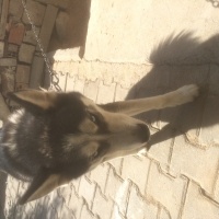 Sibirya Kurdu (Husky), Köpek  Putin fotoğrafı
