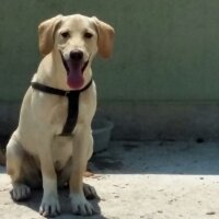 Labrador Retriever, Köpek  Roka fotoğrafı