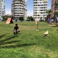 Labrador Retriever, Köpek  Roka fotoğrafı