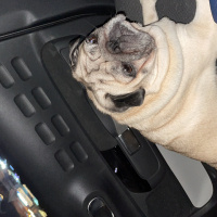 Pug, Köpek  Wisky fotoğrafı