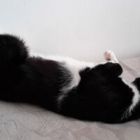 Tuxedo (Smokin) Kedi, Kedi  Şirin fotoğrafı