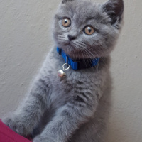 British Shorthair, Kedi  Cingöz fotoğrafı