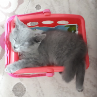 British Shorthair, Kedi  Cingöz fotoğrafı