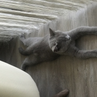 British Shorthair, Kedi  Pamuk fotoğrafı