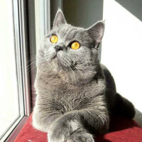 British Shorthair, Kedi  Jean Jacques Rousseau fotoğrafı