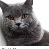 British Shorthair, Kedi  Jean Jacques Rousseau fotoğrafı