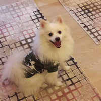 Pomeranyalı, Köpek  Snow fotoğrafı