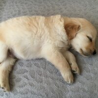 Golden Retriever, Köpek  Pasa fotoğrafı