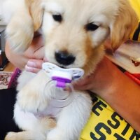 Golden Retriever, Köpek  Pasa fotoğrafı