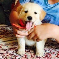 Golden Retriever, Köpek  Pasa fotoğrafı