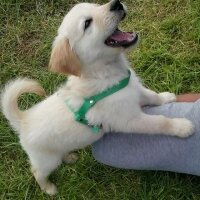 Golden Retriever, Köpek  Pasa fotoğrafı