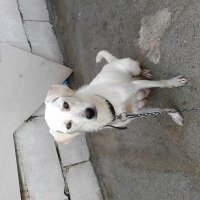 Labrador Retriever, Köpek  6 adet yavru fotoğrafı