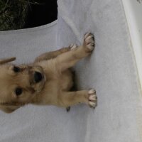 Labrador Retriever, Köpek  6 adet yavru fotoğrafı