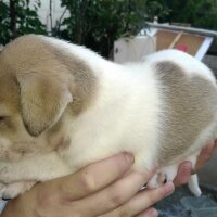 Labrador Retriever, Köpek  6 adet yavru fotoğrafı