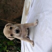 Labrador Retriever, Köpek  6 adet yavru fotoğrafı