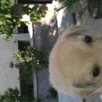 Labrador Retriever, Köpek  6 adet yavru fotoğrafı