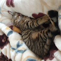 Tekir Kedi, Kedi  Boncuk fotoğrafı