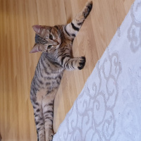 Tekir Kedi, Kedi  Boncuk fotoğrafı