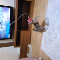 Tekir Kedi, Kedi  Boncuk fotoğrafı