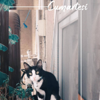 Tuxedo (Smokin) Kedi, Kedi  Jelibon fotoğrafı