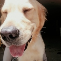 Golden Retriever, Köpek  Gölge fotoğrafı