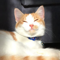 Sarman, Kedi  Puffy fotoğrafı