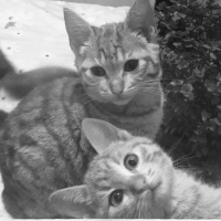 Sarman, Kedi  Puffy fotoğrafı