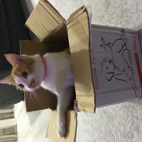 Sarman, Kedi  Puffy fotoğrafı