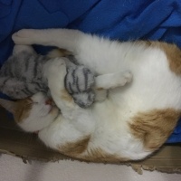 Sarman, Kedi  Puffy fotoğrafı