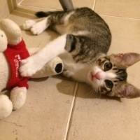 Tekir Kedi, Kedi  FELİX fotoğrafı