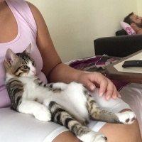 Tekir Kedi, Kedi  FELİX fotoğrafı