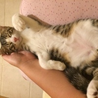 Tekir Kedi, Kedi  FELİX fotoğrafı