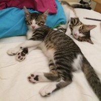 Tekir Kedi, Kedi  FELİX fotoğrafı