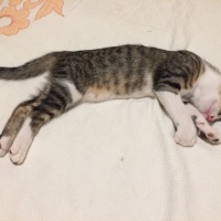 Tekir Kedi, Kedi  FELİX fotoğrafı