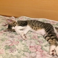 Tekir Kedi, Kedi  FELİX fotoğrafı