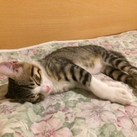 Tekir Kedi, Kedi  FELİX fotoğrafı