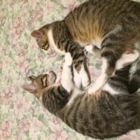 Tekir Kedi, Kedi  FELİX fotoğrafı