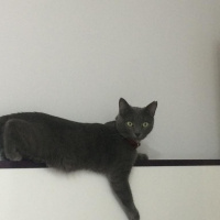 Mavi Rus, Kedi  miu su fotoğrafı