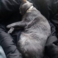 Mavi Rus, Kedi  miu su fotoğrafı