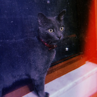 Mavi Rus, Kedi  miu su fotoğrafı