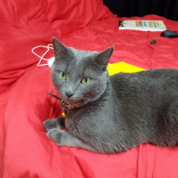 Mavi Rus, Kedi  miu su fotoğrafı