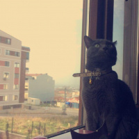Mavi Rus, Kedi  miu su fotoğrafı
